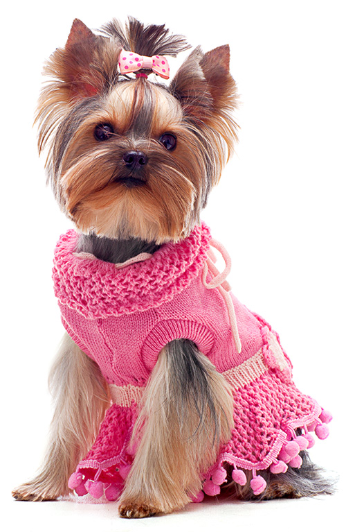 yorkshire terrier clothes & accessories